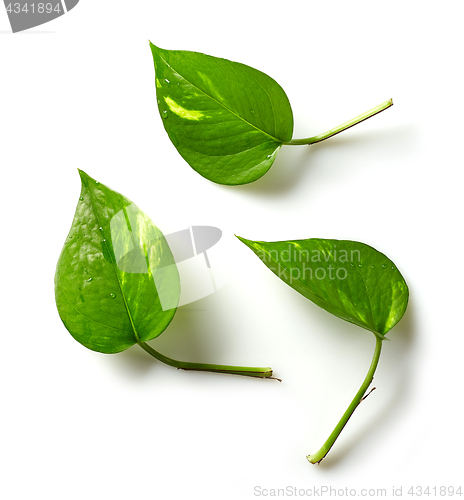 Image of tropical leaves on white background
