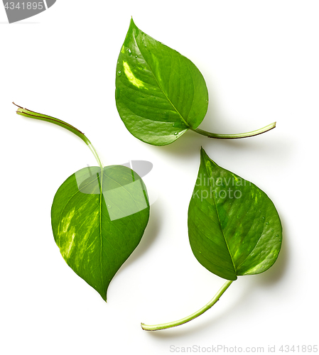 Image of tropical leaves on white background