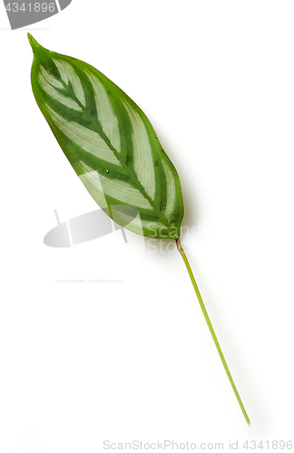 Image of green tropical leaf