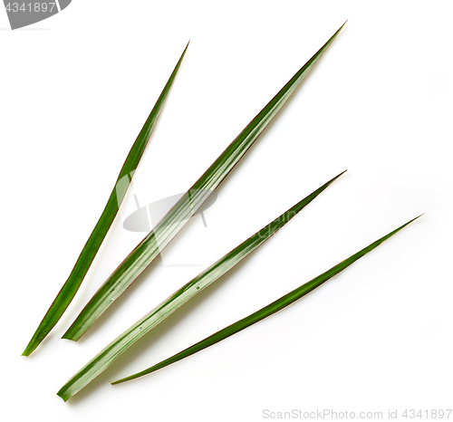 Image of fresh leaves of palm tree