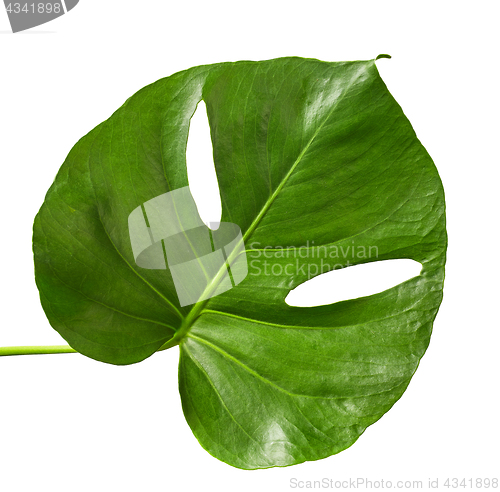 Image of green tropical leaf