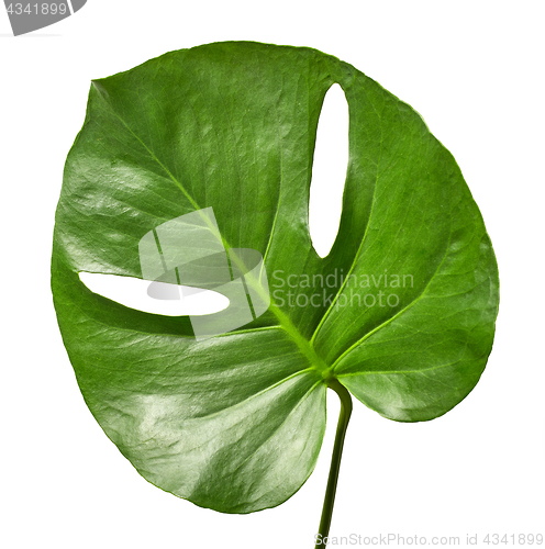 Image of green tropical leaf