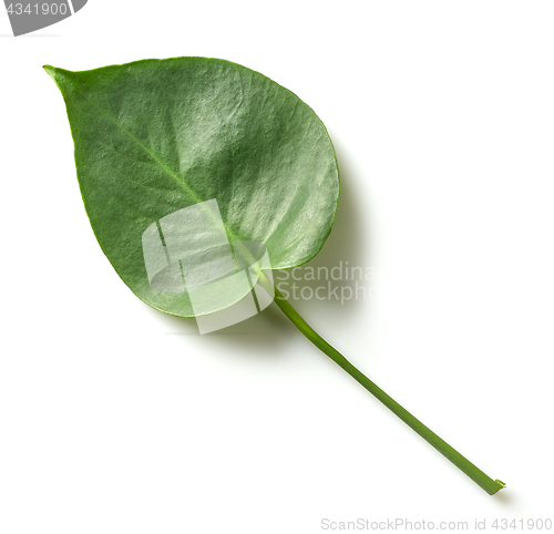 Image of leaf of monstera plant