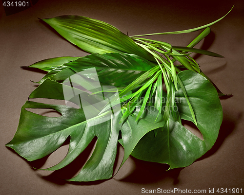 Image of various tropical leaves