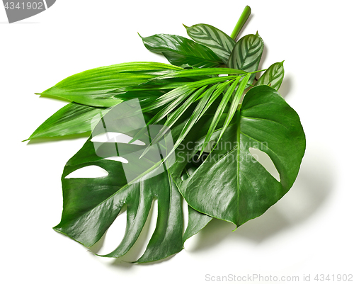 Image of various tropical leaves 