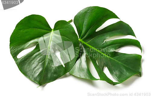 Image of leaves of monstera plant