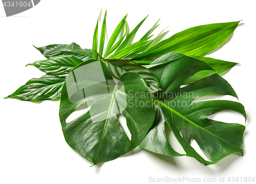 Image of various tropical leaves 