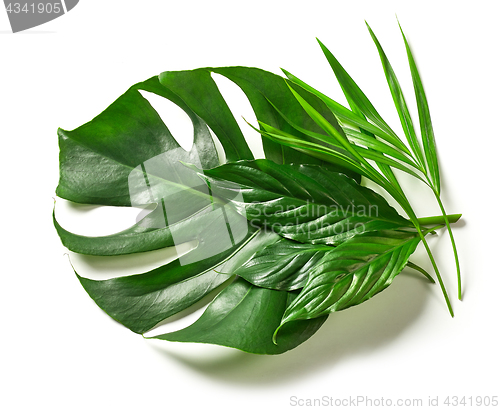 Image of various tropical leaves 