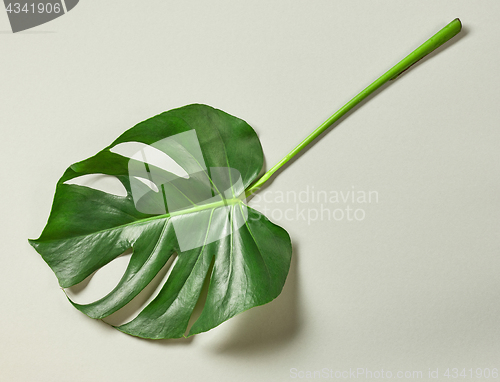 Image of tropical leaf of Monstera plant