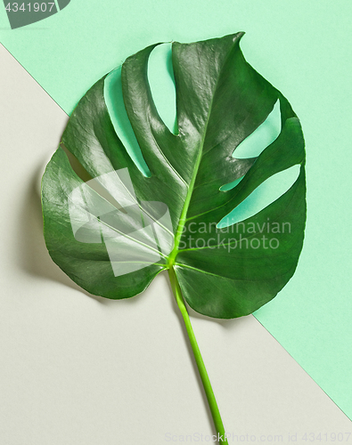 Image of tropical leaf of Monstera plant