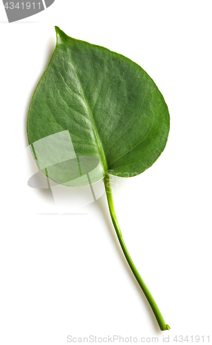 Image of leaf of monstera plant