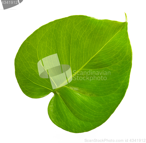Image of green tropical leaf 