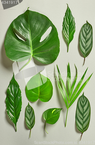 Image of various tropical leaves