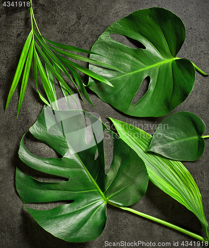 Image of various tropical leaves