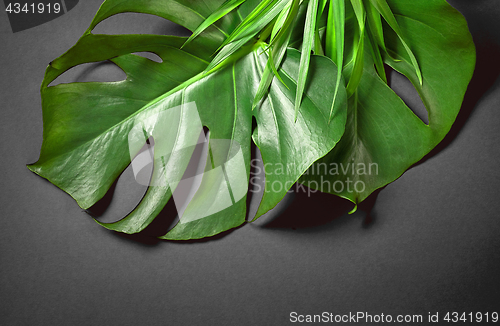 Image of tropical leaves on dark grey background