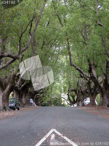 Image of Tree Crowned Roadway