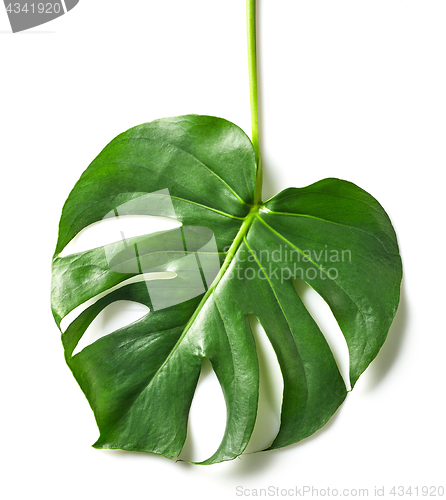 Image of green tropical leaf 