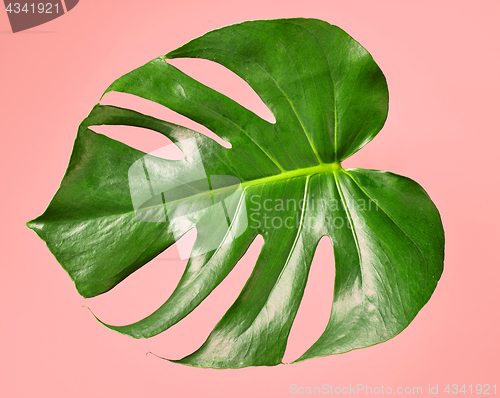 Image of green tropical leaf