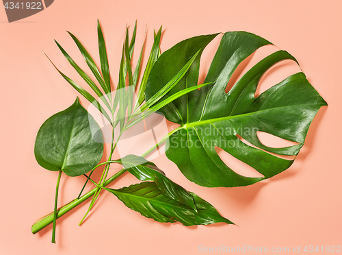 Image of green tropical leaves