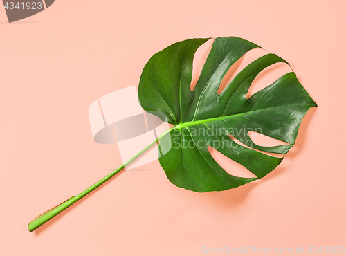 Image of tropical leaf on pink background