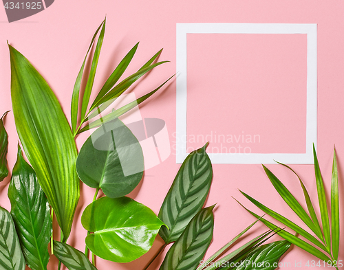 Image of Tropical leaves and white frame
