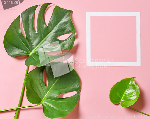 Image of Tropical leaves of monstera plant