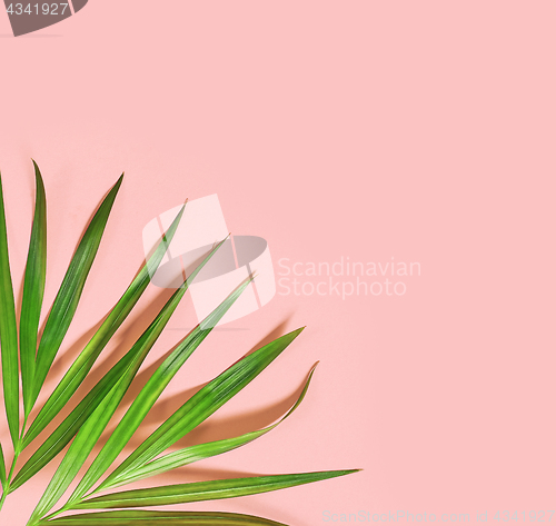 Image of tropical leaves on pink background
