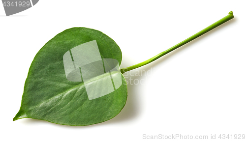 Image of leaf of monstera plant