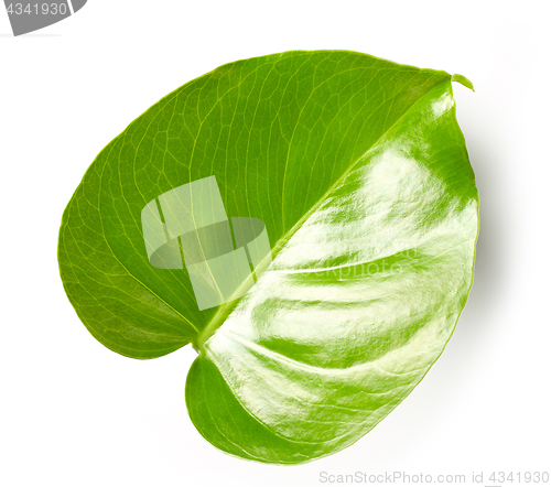 Image of leaf of monstera plant