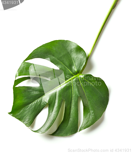 Image of leaf of monstera plant