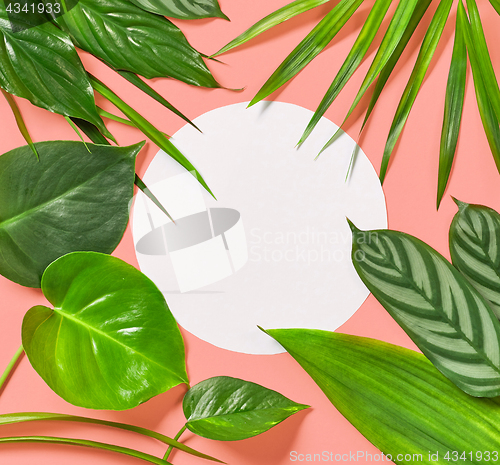 Image of tropical leaves on pink background