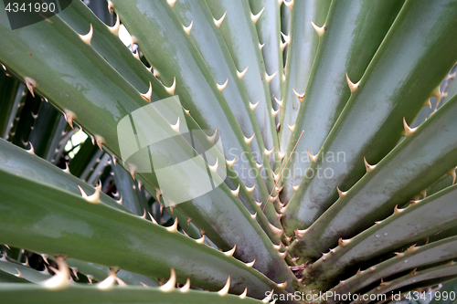 Image of Pandanus odoratissimus or screw pine thorny green plant