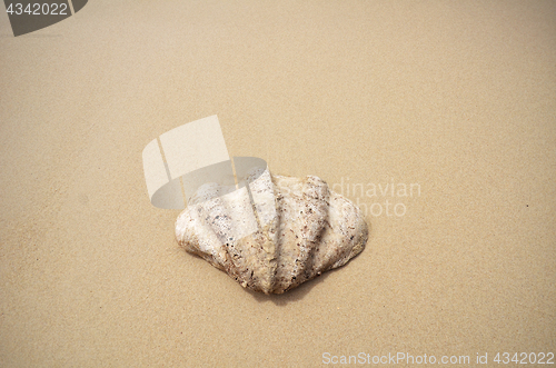 Image of Shell on the beach