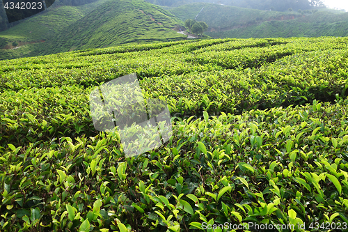 Image of Tea plantation located in Cameron Highlands