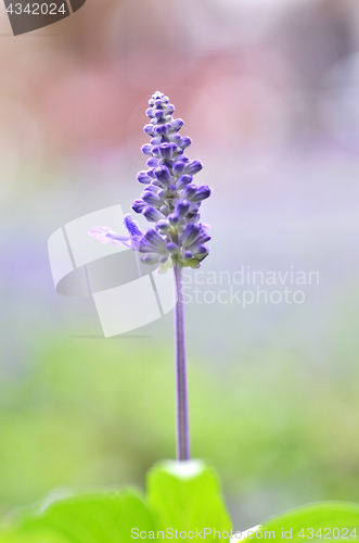 Image of Blooming blue bugleweeds Ajuga