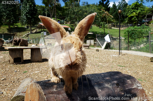 Image of Cute rabbit in outdoor