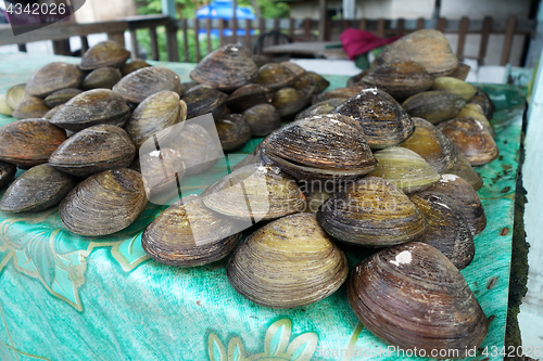 Image of BBQ Clam at roadside stalls