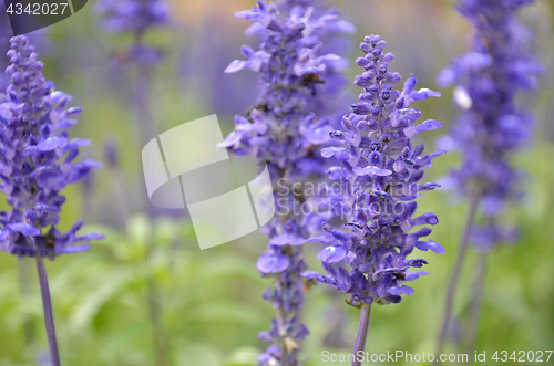 Image of Blooming blue bugleweeds Ajuga