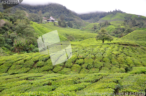 Image of Tea plantation located in Cameron Highlands