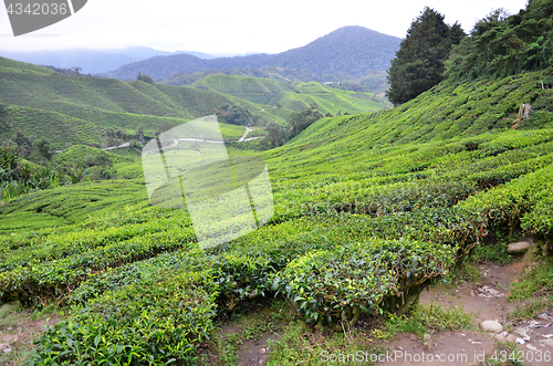 Image of Tea plantation located in Cameron Highlands