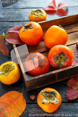 Image of Ripe persimmon and colorful leaves.