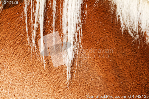 Image of Brown horse fur background
