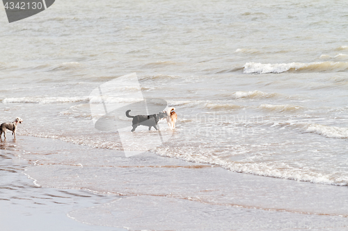 Image of Playing dogs on the beach 