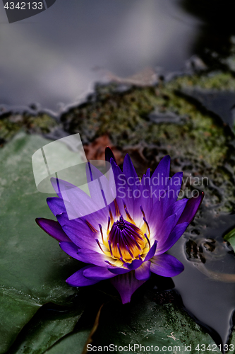 Image of Lotus flower on the water