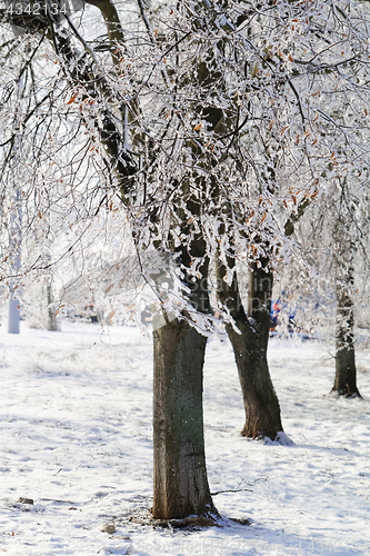 Image of Trees with snow