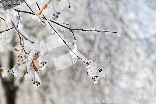 Image of Branches in snow