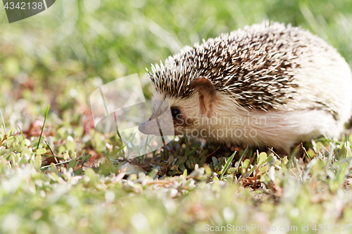 Image of  African white- bellied hedgehog 