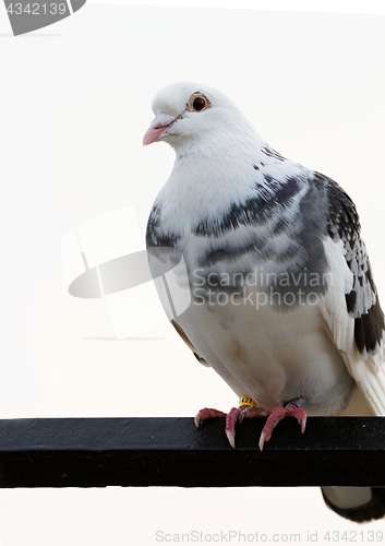 Image of Gray pigeons