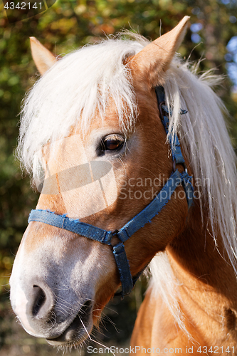 Image of Portrait of a brown horse