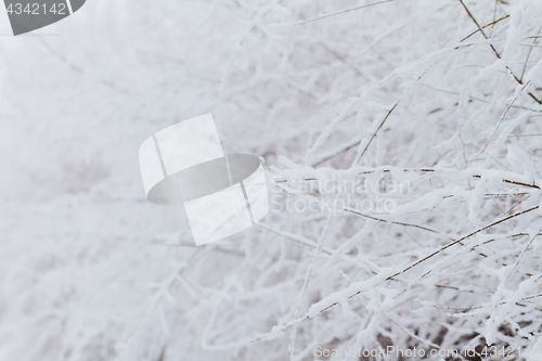 Image of Branches in snow